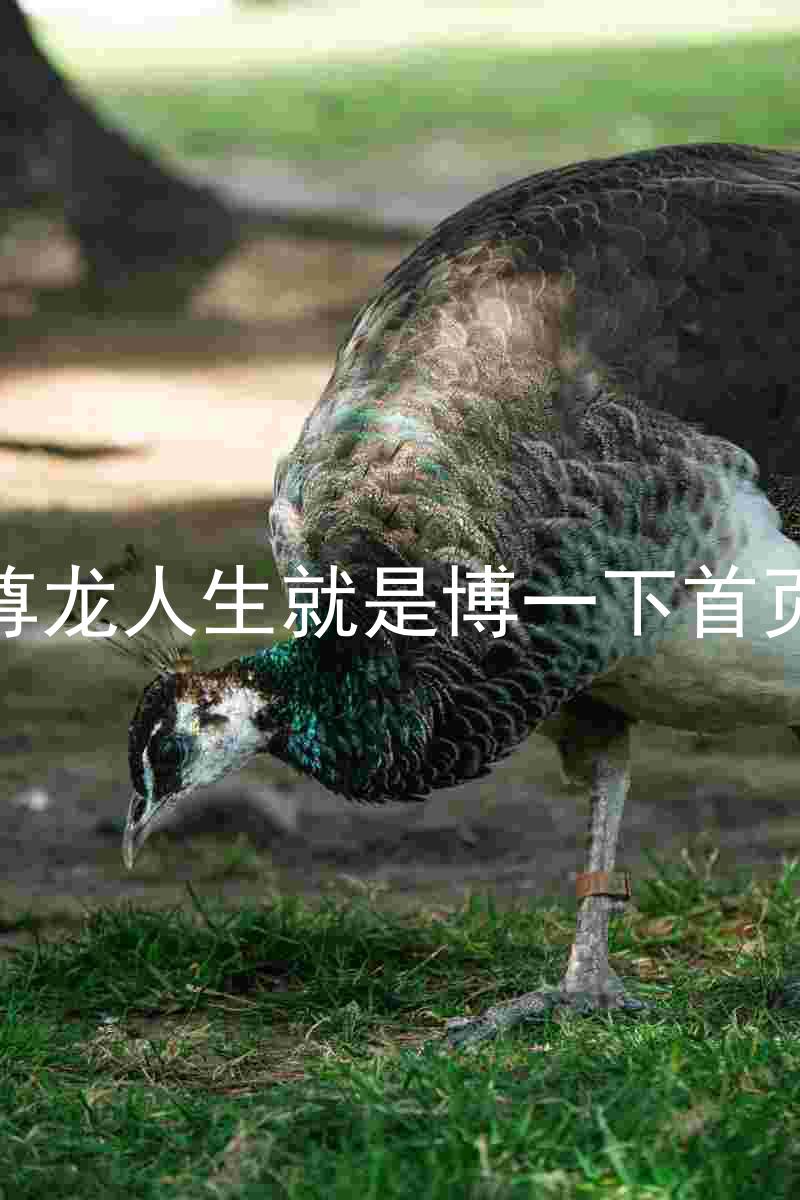 尊龙人生就是博一下首页